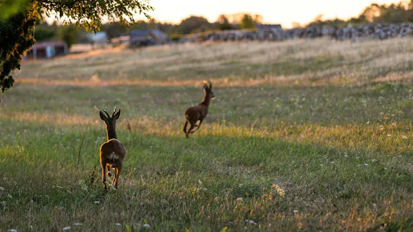 deer, grassland, wildlife, grasses, meadow, prairie