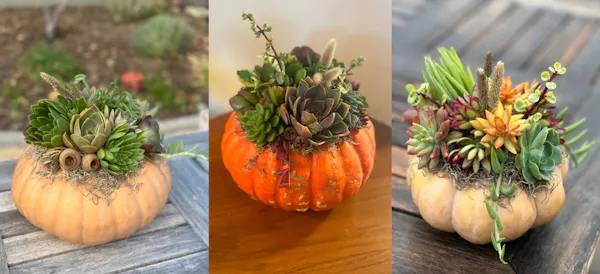 floristry, flowerpot, flower arranging, cut flowers, produce, flower bouquet