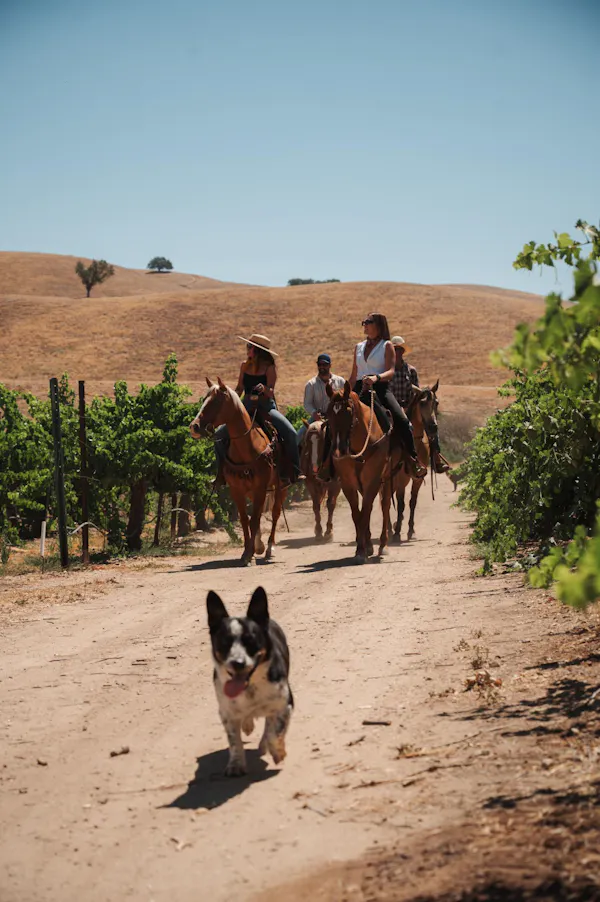 dog, carnivores, working animal, leash, canidae, herd