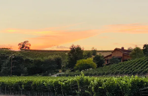 agriculture, field, plantation, dusk, rural area, sunlight
