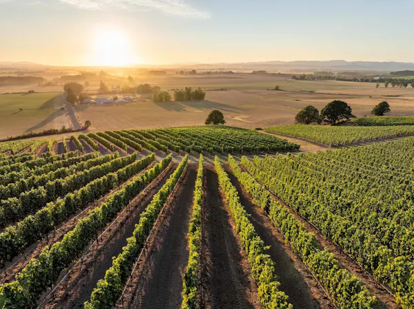 agriculture, plantation, field, plain, crop, vineyard