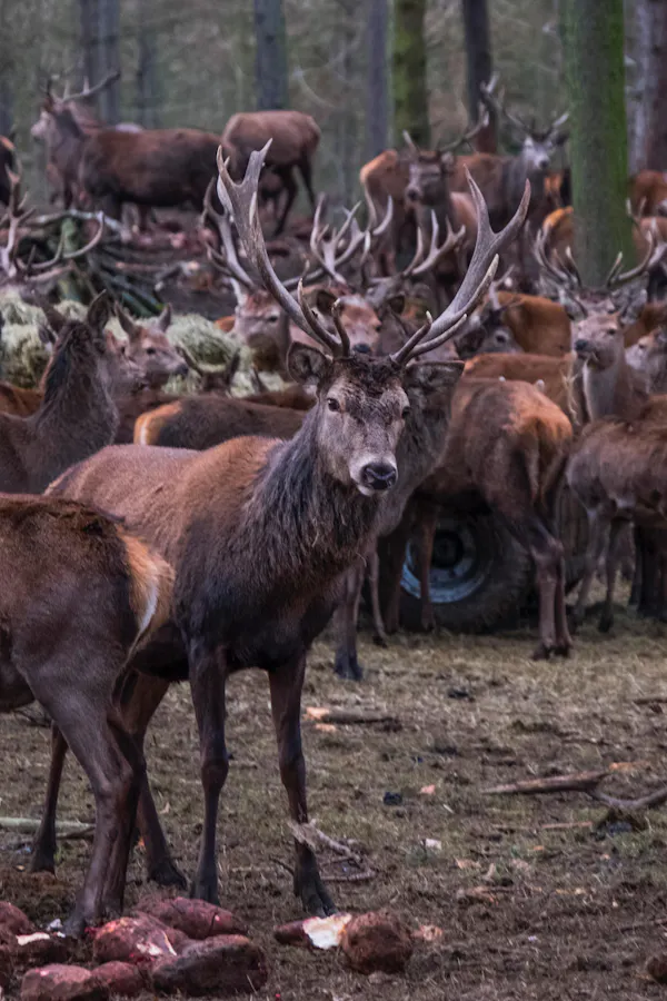 antler, deer, horn, wildlife, elk, reindeer