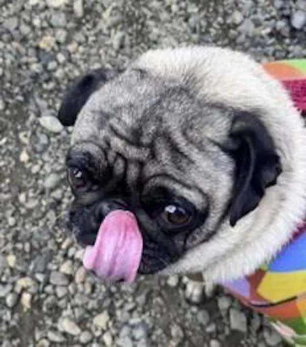 dog, pug, carnivores, snout, toy dog, working animal