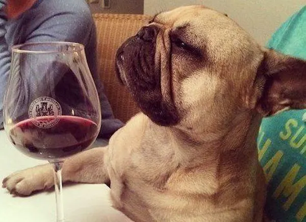dog, drinkware, tableware, pug, stemware, wine glass