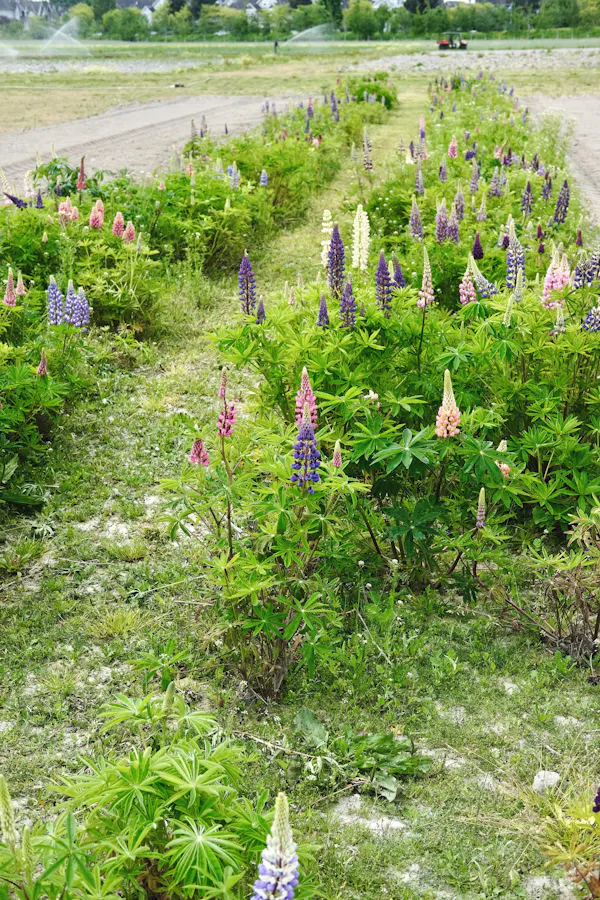 flower, plants, grassland, meadow, pink, groundcover