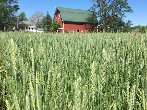 agriculture, field, grasses, crop, plantation, wheat