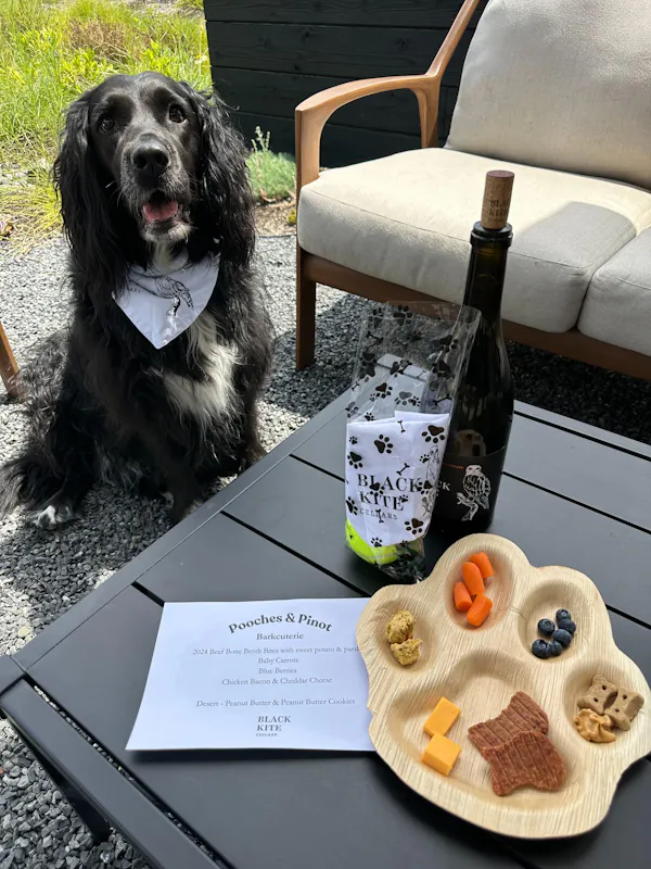 dog, carnivores, food, serveware, pet supply, dishware