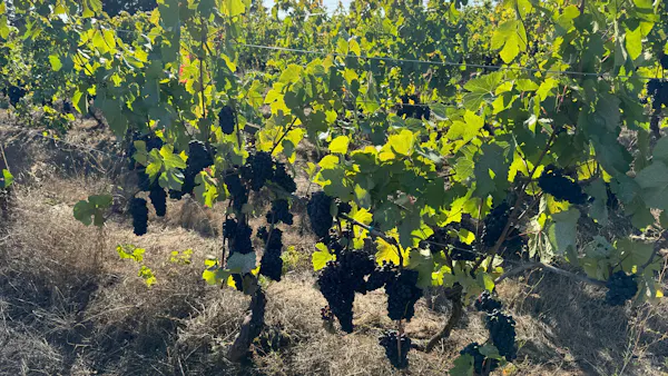 yellow, agriculture, grapes, grape leaves, plantation, grapevines