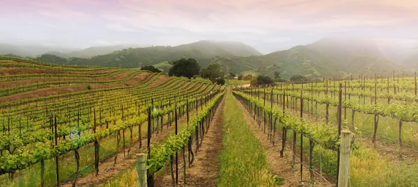agriculture, plantation, field, vineyard, hill station, crop