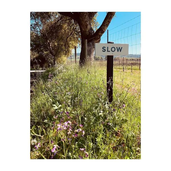 plant, flower, natural landscape, sky, land lot, tree