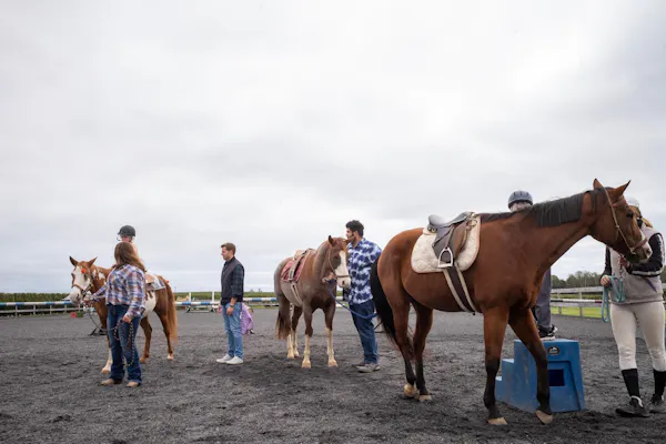 horse, cloud, sky, working animal, horse tack, bridle
