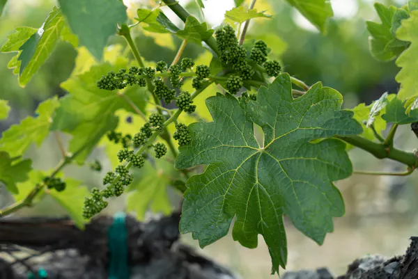 green, fruit, grape leaves, grapes, seedless fruit, fruit tree