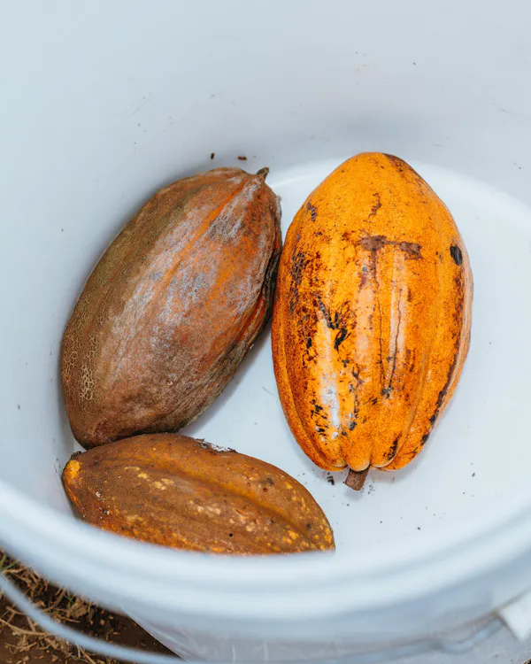 food, ingredient, produce, nuts & seeds, cocoa bean, natural foods