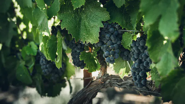 produce, fruit, seedless fruit, natural foods, grape, fruit tree