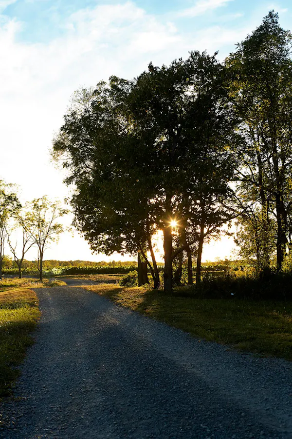 tree, sky, natural landscape, nature, road, morning