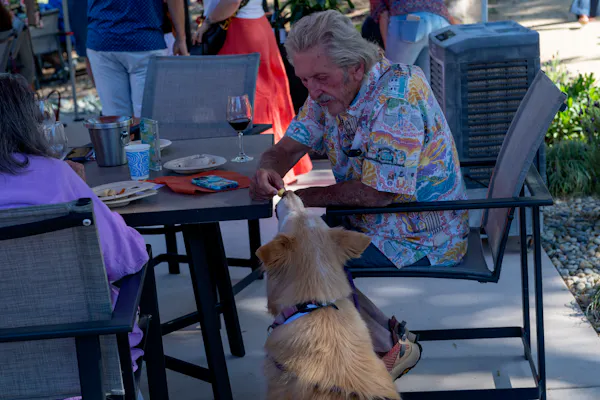dog, furniture, chair, carnivores, sitting, outdoor furniture