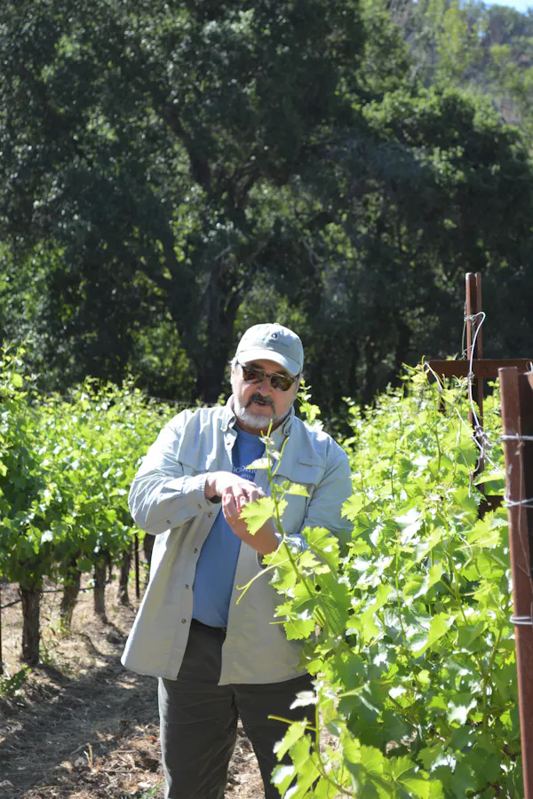 agriculture, grapes, people in nature, farmworker, plantation, vineyard