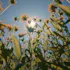 blooms