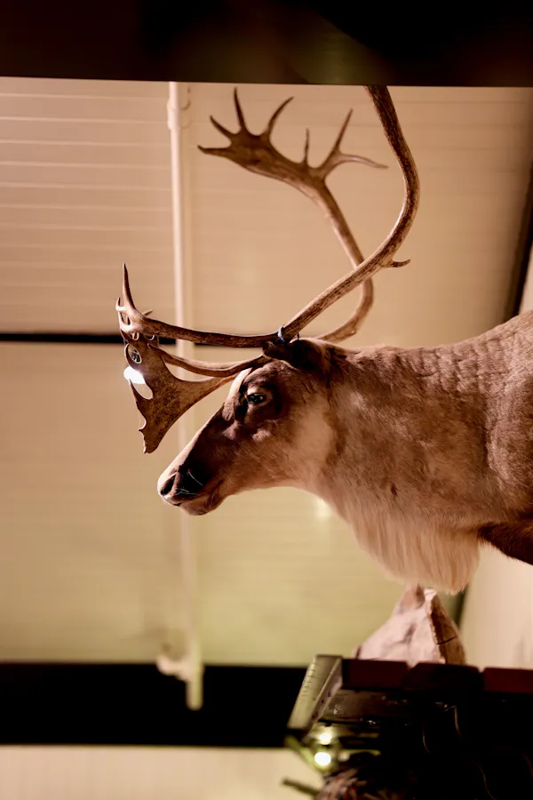 antler, horn, deer, reindeer, barren-ground caribou, elk