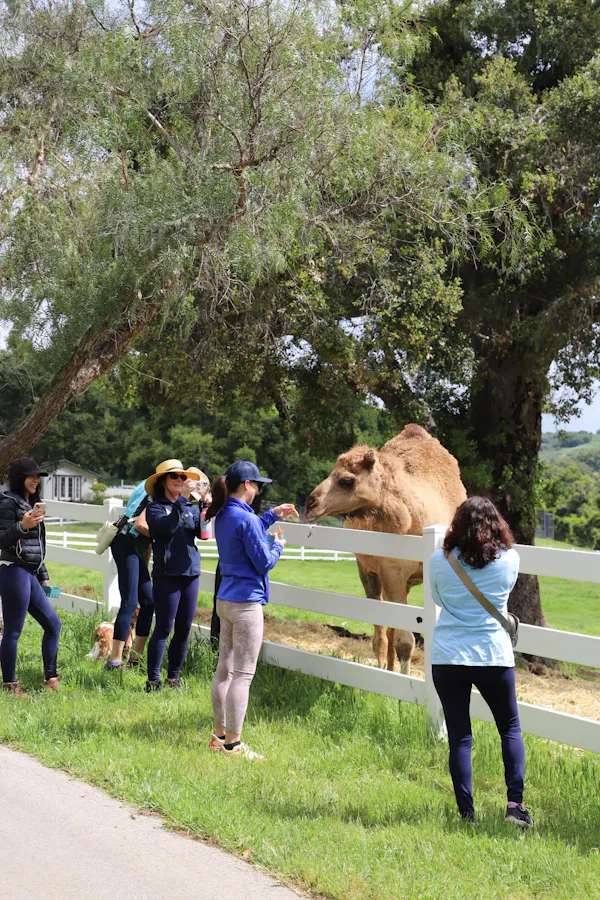 jeans, plant, tree, working animal, fawn, grass