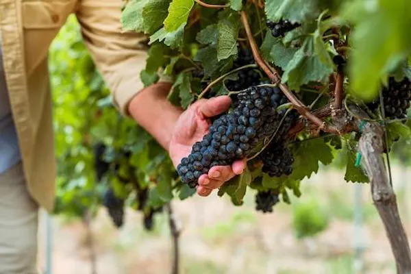 fruit, produce, seedless fruit, grape, fruit tree, grapes