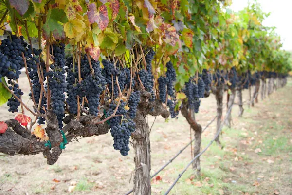 agriculture, fruit, vineyard, grapes, seedless fruit, grape leaves