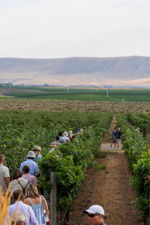 agriculture, plantation, field, people in nature, vineyard, grapes