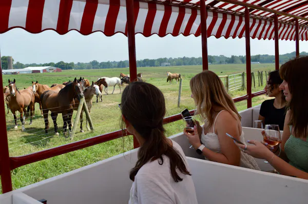 horse, working animal, livestock, terrestrial animal, pasture, herd
