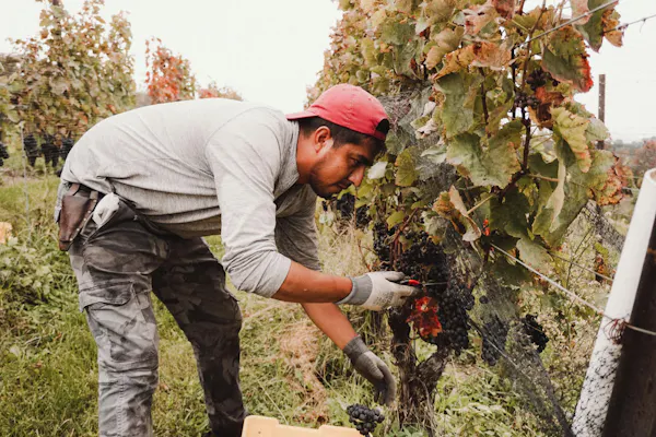 farmworker, soil, grapes, agriculture, grapevines, grape leaves