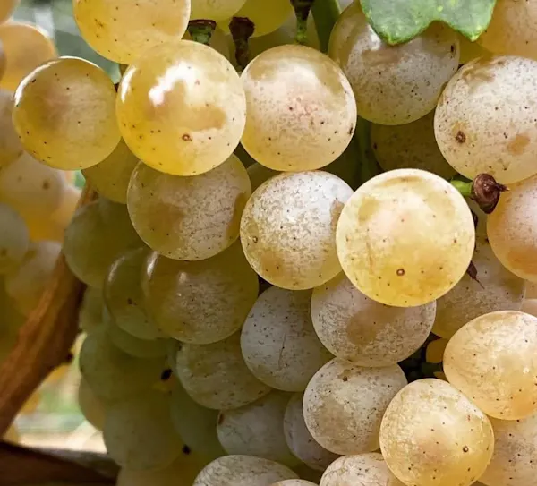 food, yellow, natural foods, produce, grape, grapes