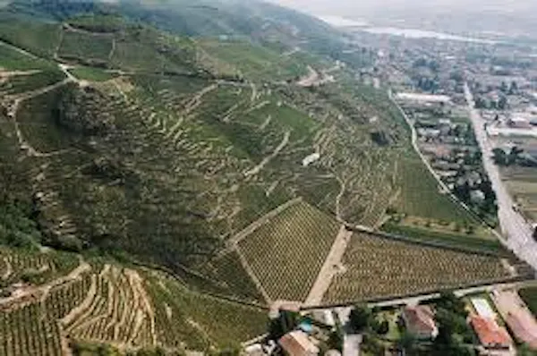 bird's-eye view, field, rural area, aerial photography, plantation, agriculture