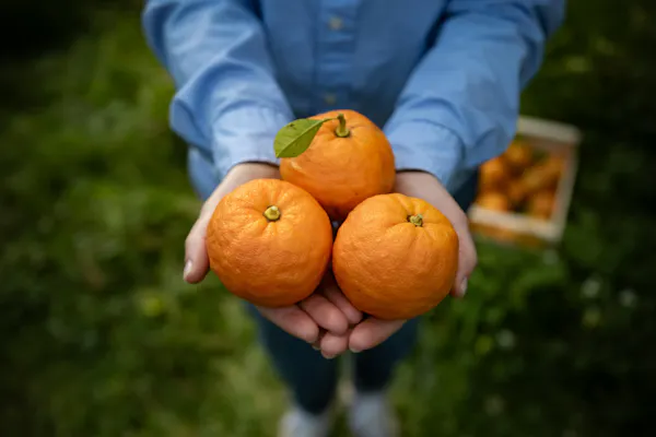 produce, food, citrus, fruit, orange, ingredient