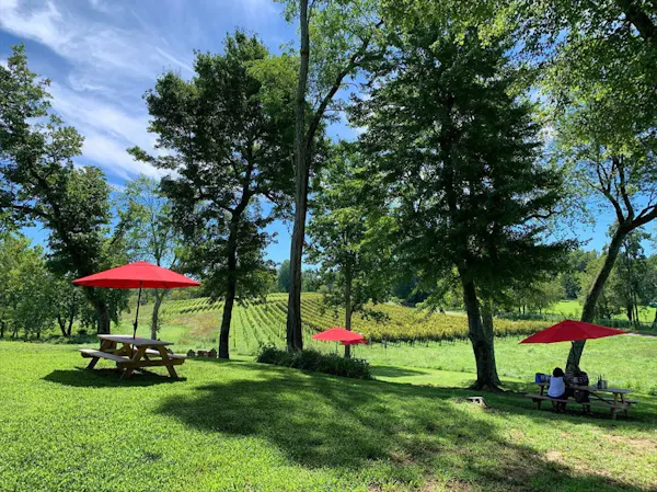 tree, grass, furniture, outdoor furniture, outdoor table, outdoor bench