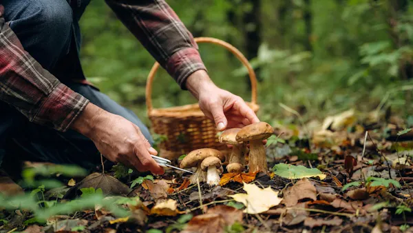 fungus, mushroom, ingredient, bolete, edible mushroom, agaricaceae