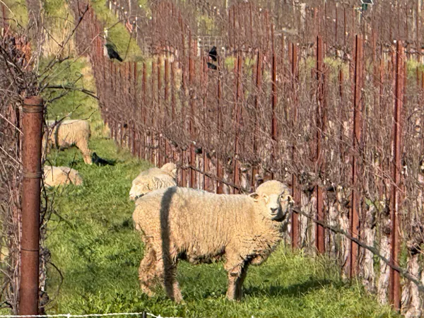 fence, sheep, wire fencing, ovis, field, pasture