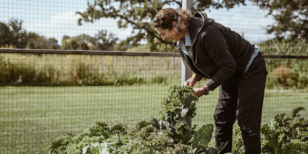 green, farmworker, agriculture, plantation, leaf vegetable, gardening