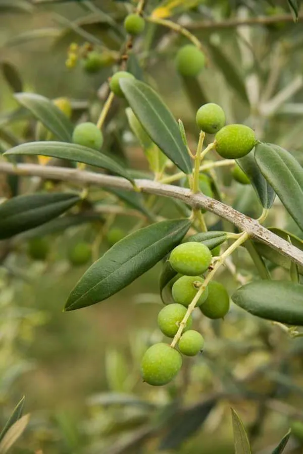 plant, fruit, terrestrial plant, twig, tree, fruit tree