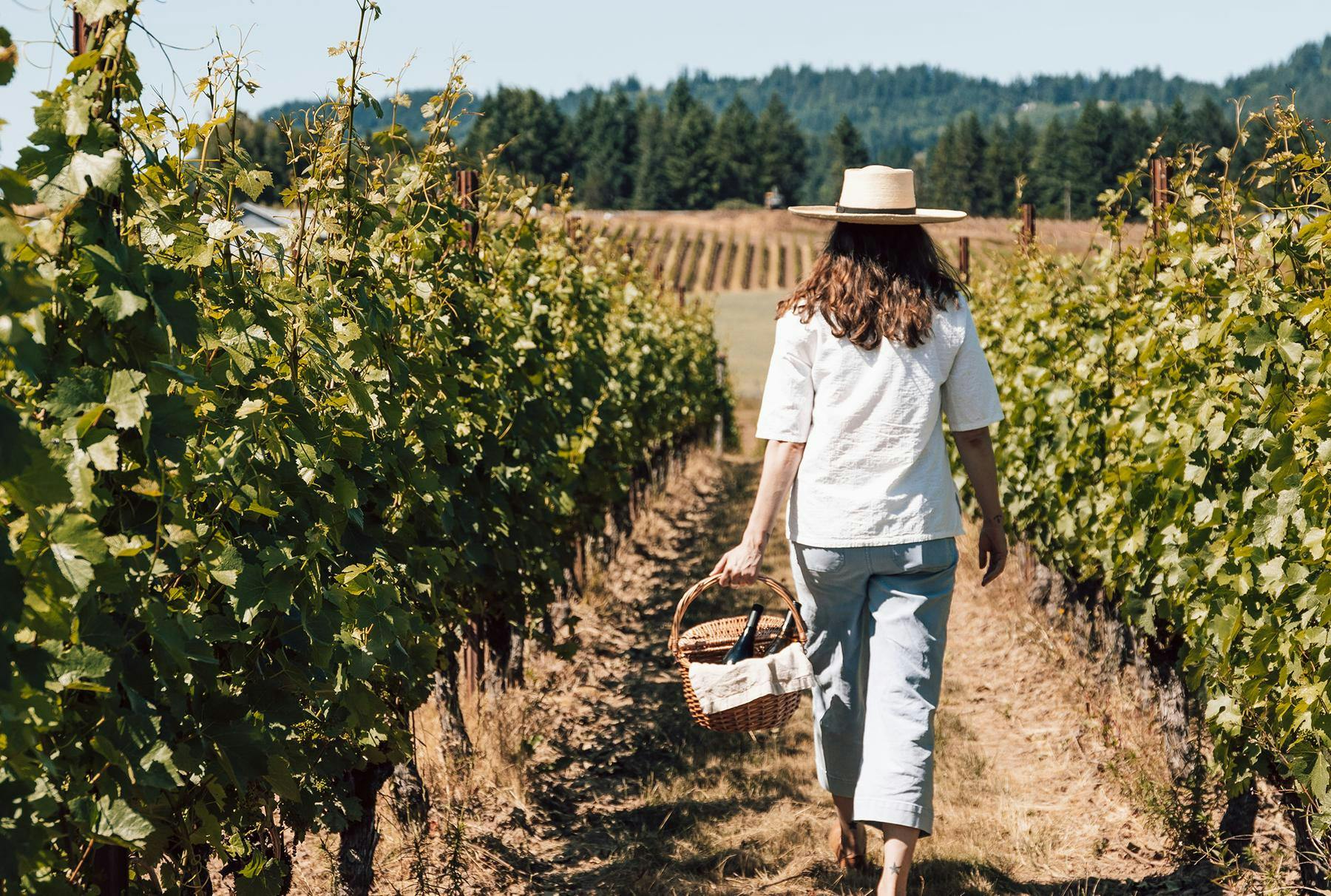 Arborbrook Vineyards (Newberg) 