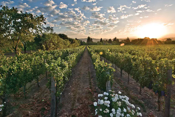 agriculture, plantation, sunlight, vineyard, field, evening