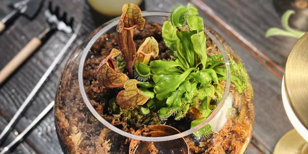 flowerpot, pitcher plant, produce, carnivorous plant, houseplant, tropical pitcher plants