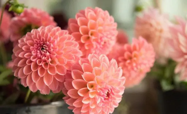 flower, red, petal, yellow, pink, dahlia
