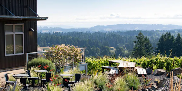 chair, outdoor furniture, landscaping, conifers