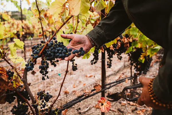 grapes, fruit, agriculture, seedless fruit, grape, produce
