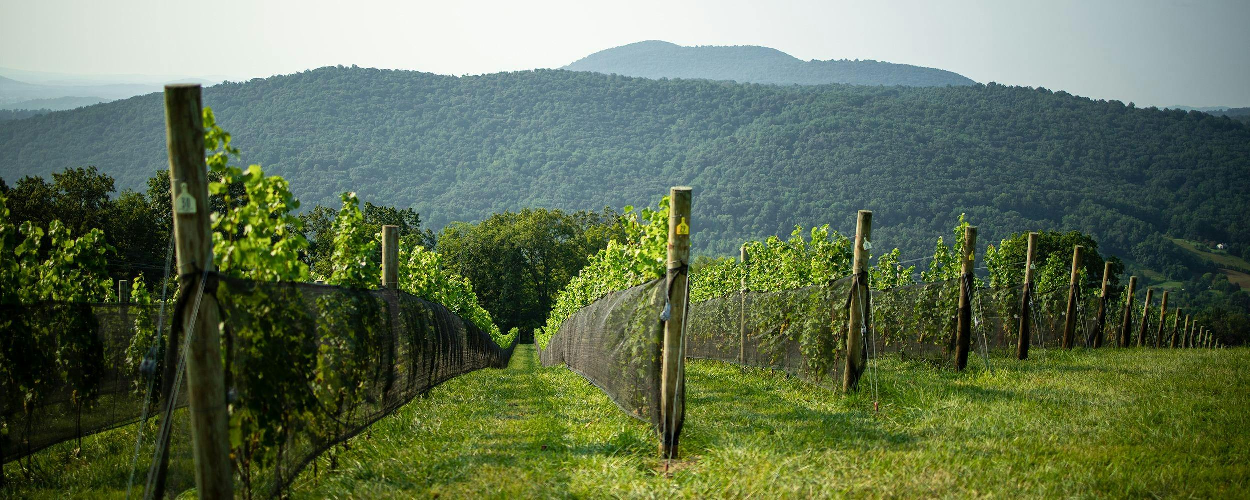 Crimson Lane Vineyards