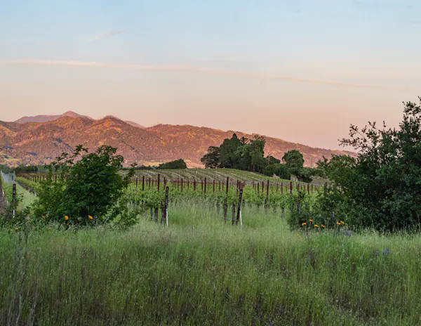 mountainous landforms, vegetation, hill, natural landscape, grassland, mountain