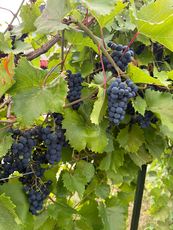 fruit, produce, fruit tree, food, seedless fruit, grape