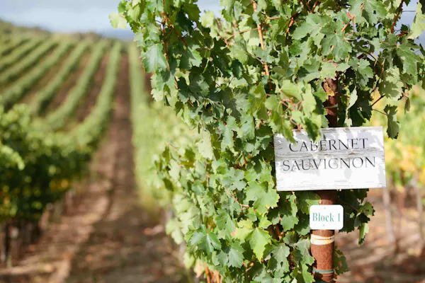 agriculture, vineyard, grapes, grape leaves, plantation, grapevines