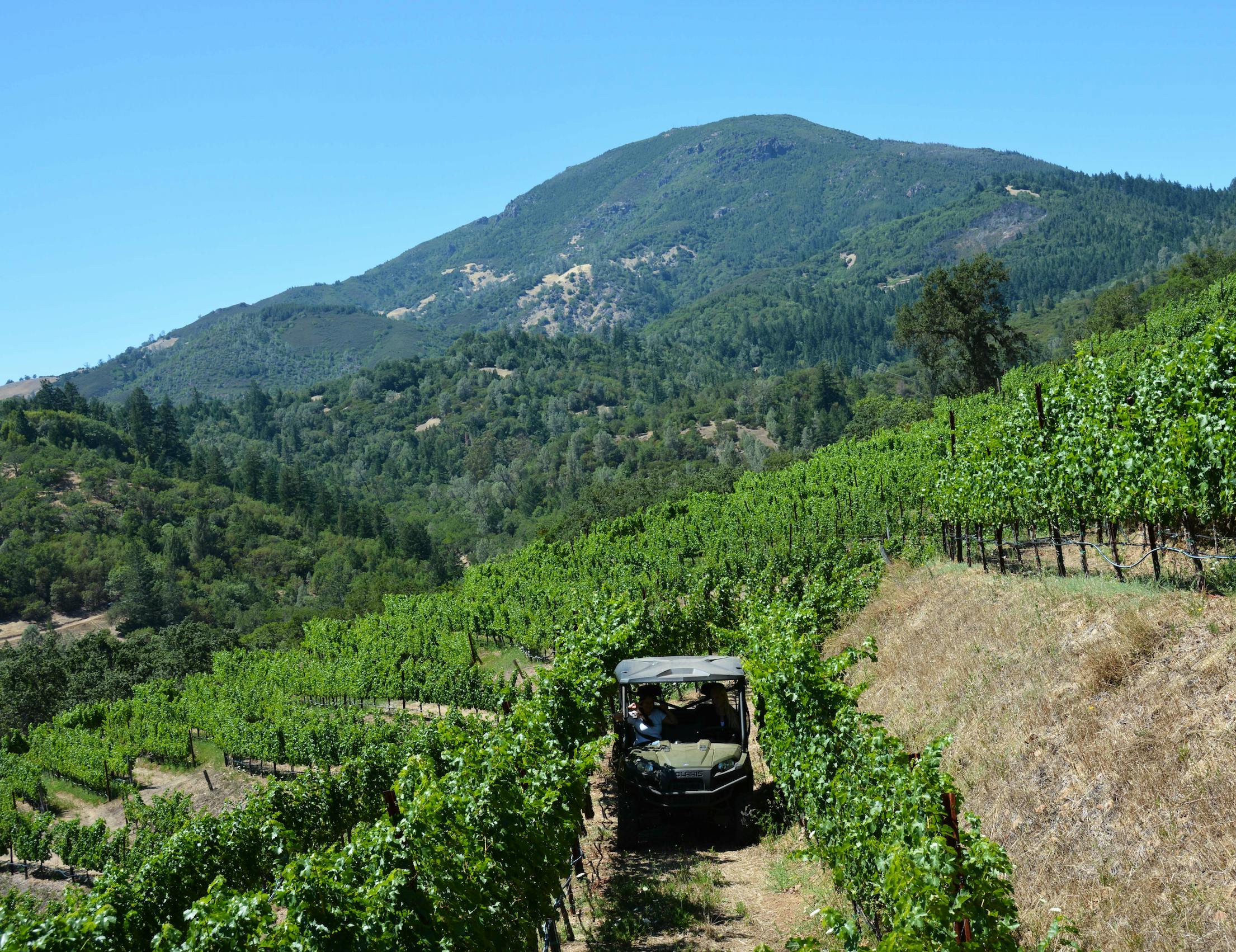 Jericho Canyon Vineyard