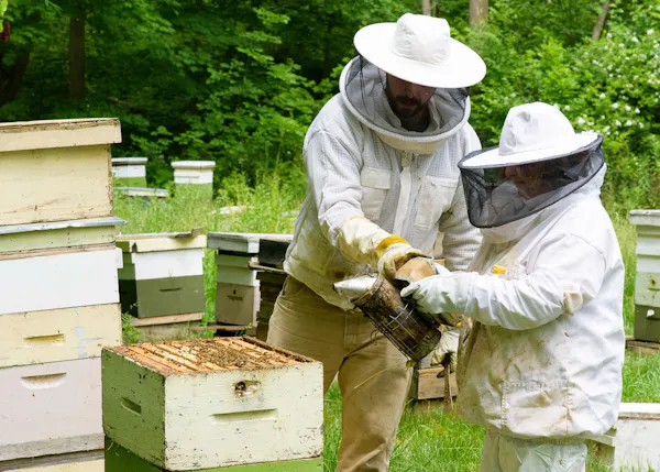 beekeeper, apiary, beehive, pollinator, insect, arthropod