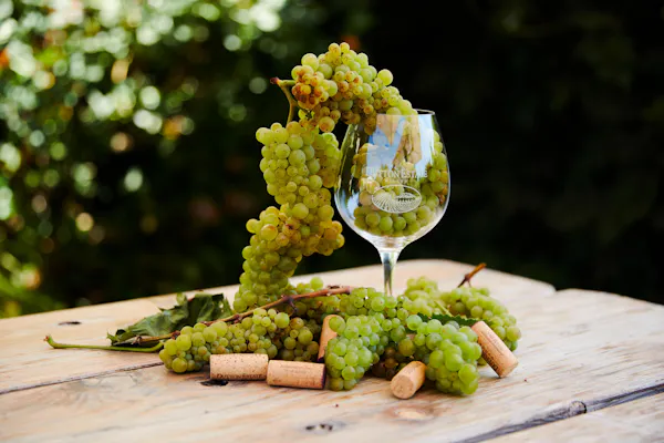 food, stemware, tableware, alcoholic drink, wine glass, fruit